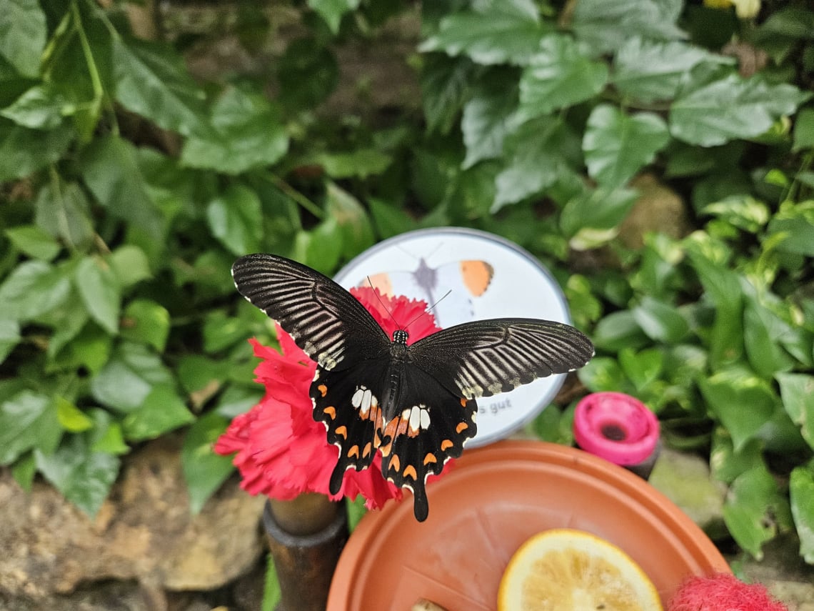 Butterfly House (Schmetterlingshaus) - Jonsdorf Spa near Zittau